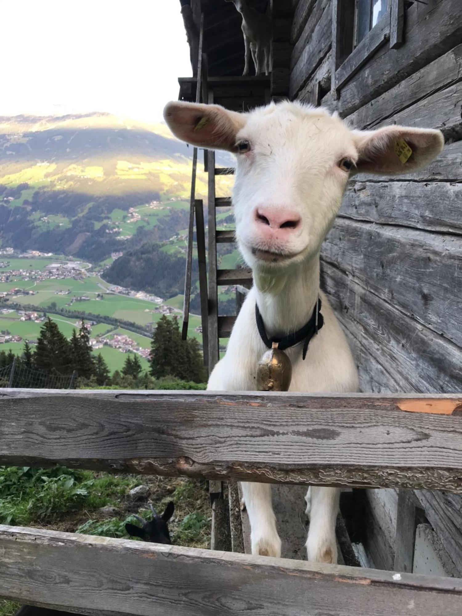 Goass'n Alm Zillertal Villa Hippach Exteriör bild